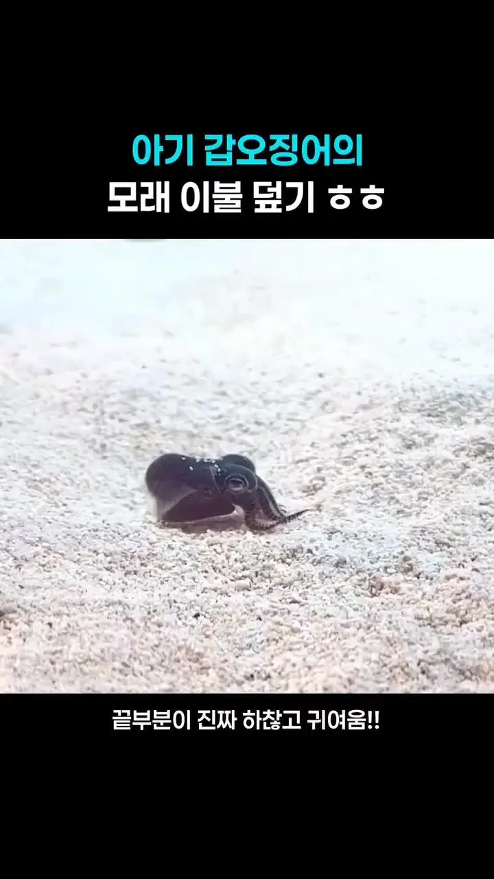 새끼 갑오징어의 궁극의 위장술