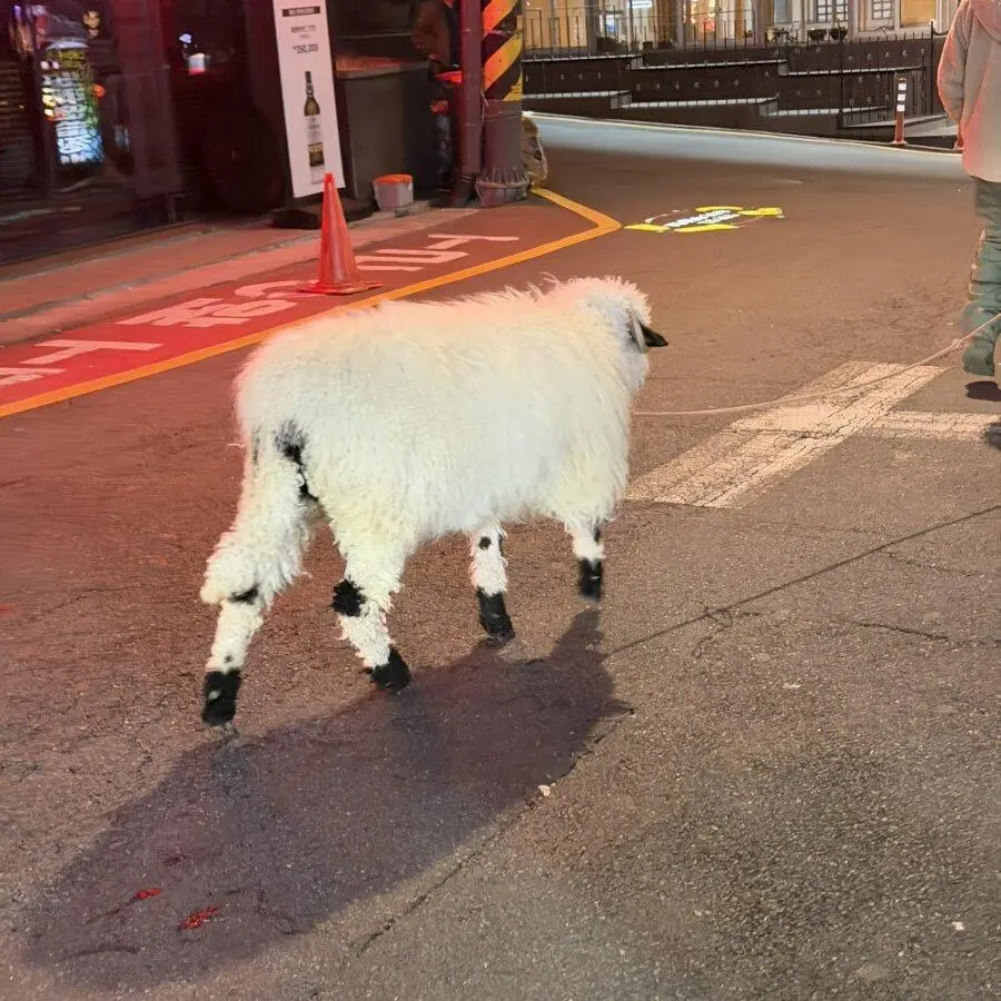 신사역에서 목격된다는 동물..