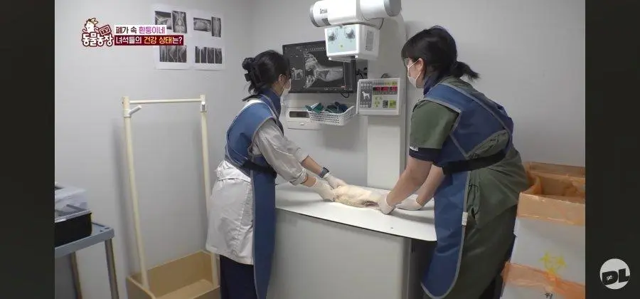 엑스레이 찍는 댕댕이.jpg