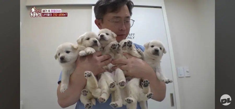 엑스레이 찍는 댕댕이.jpg_006