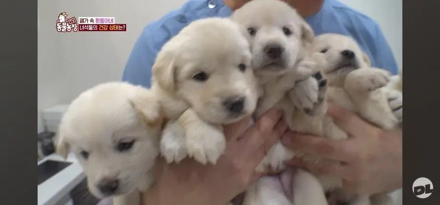 엑스레이 찍는 댕댕이.jpg_007