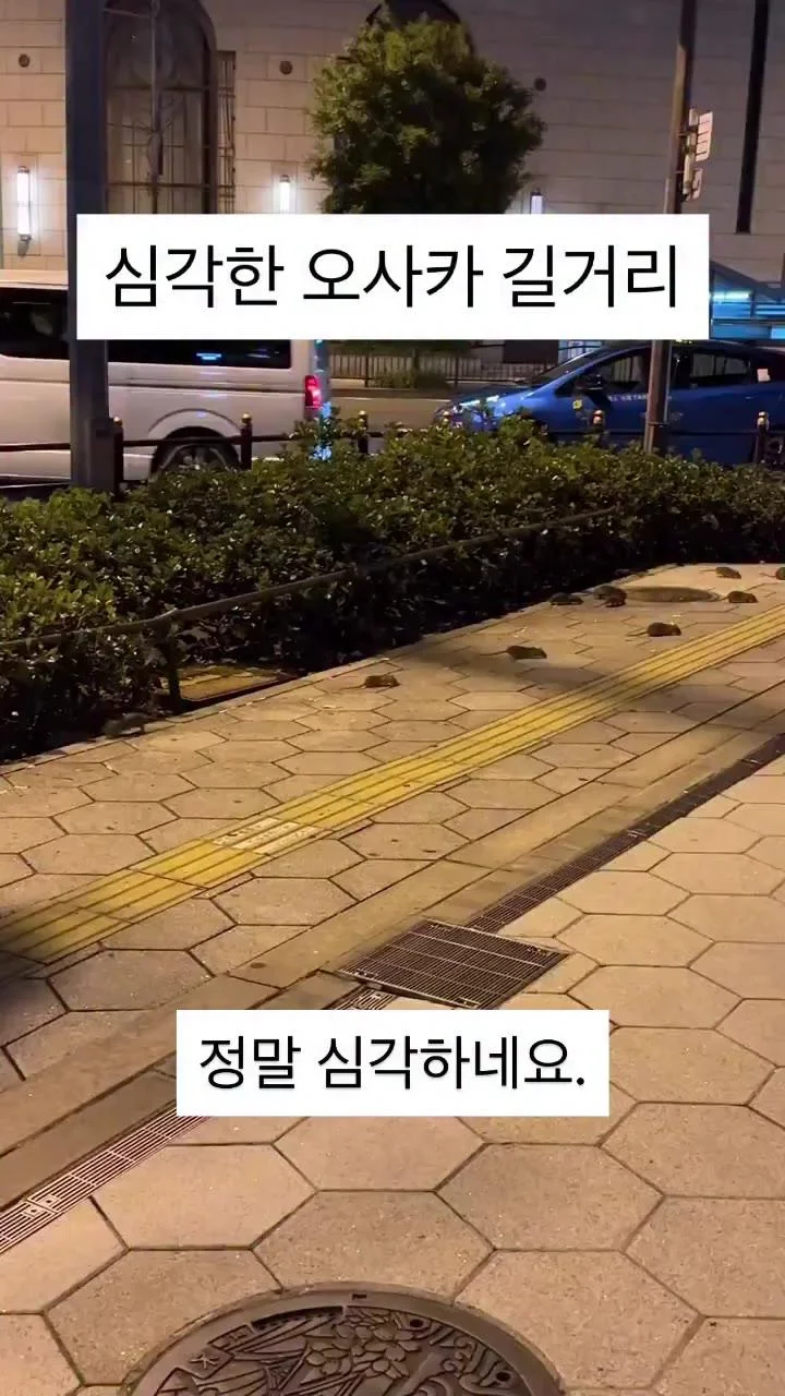 존나 심각한 오사카 길거리.gif