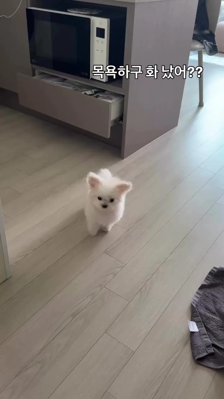 목욕하구 매우 화난 말티즈