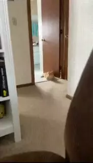 고양이 제자리 점프능력_001